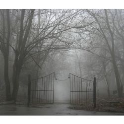 Fog In Forest, Creepy Fog, Ghost Hunting Equipment, Secret Garden Parties, Le Cri, Spooky Places, Ghost Dog, Foggy Morning, Hill House