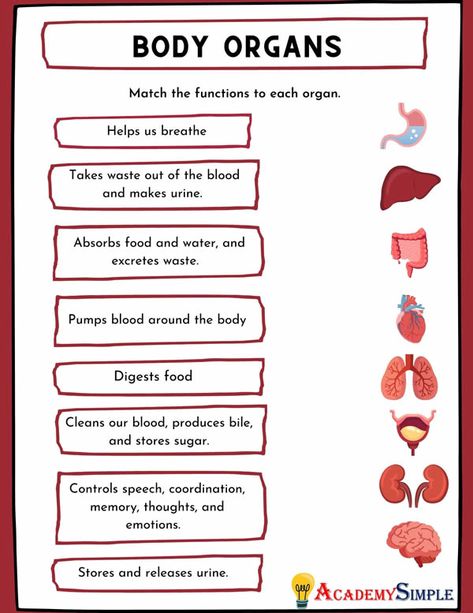 Organs Of The Body Anatomy, The Body Anatomy, Body Systems Worksheets, Human Body Printables, Body Parts For Kids, Organs Of The Body, Anatomy Notes, Human Body Worksheets, Human Body Activities