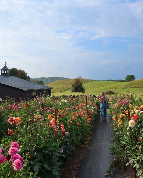 A picture is worth a thousand words! And this season’s favourite photo perfectly captures the heart & beauty of our you-pick events. Come see for yourself at Valhaven Farm, reserve your spot while you still can! 💐✨💕 ✨Book Your Ticket, Link In Bio 💐 info@valhavenfarm.ca 📍Located in Hockley, Ontario #PickYourBouquet #CreateYourBouquet #LocalFlowers #BloomWithUs #DufferinCounty #Flowers #FloralExperience #Florist #Dahlias #Peonys #FlowerFarm #ValhavenFarm Farm Flower Garden, Farm Fresh Flowers, Flower Farm Photography, Wild Flower Farm, You Pick Flower Farm, Flower Farm Aesthetic, Dahlia Farm, Flowers Farm, Dream Backyard Garden