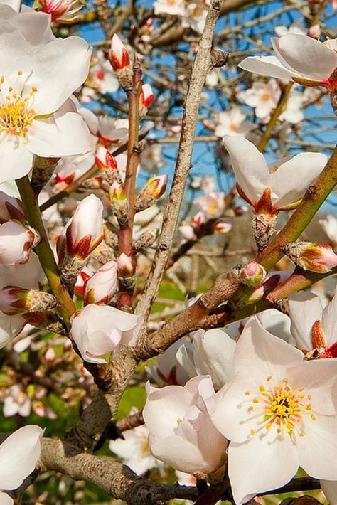 Check out "Almond Tree Blossom" in Portugal Almond Tree Blossom, Almond Blossoms, Tree Blossom, Apricot Blossom, Almond Tree, Bee Wall, Greek Gods And Goddesses, Blossom Tattoo, Edible Landscaping