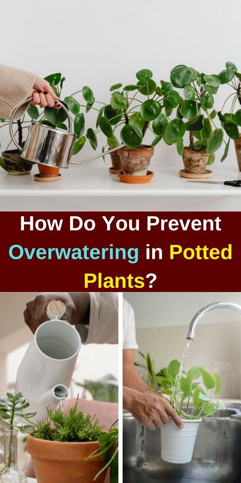 Discover effective tips on how to prevent overwatering in potted plants and  keep your indoor garden thriving! Learn how to fix overwatered plants,  identify signs of root rot, and understand the causes of yellow leaves.  This guide covers essential indoor plant care for both leafy plants and  indoor flowering plants. Master plant care techniques, soil management, and  watering strategies to ensure your houseplants flourish without the risk of  overwatering. Self Watering Plants, Indoor Flowering Plants, Plant Signs, Plant Tips, Root Rot, Leafy Plants, Indoor Plant Care, Flowering Plants, Lucky You