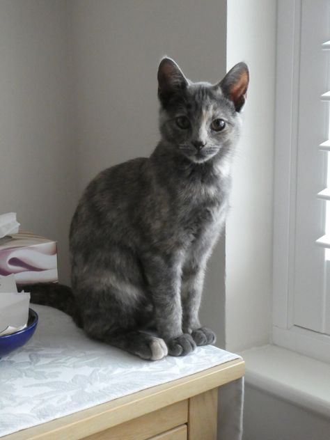 I’d never come across a “Dilute Tortoiseshell” aka a “Blue Tortoiseshell” until this little lady came into my life.  As Lottie has stripes as well, she is most likely a Dilute Torby (Tortoiseshell/ Tabby). Grey Tortie Cat, Blue Tortoiseshell Cat, Diluted Tortoiseshell Cat, Grey Tortoiseshell Cat, Dilute Tortoiseshell Cat, Dilute Tortie, Tortoiseshell Cats, Tortie Cats, Tortie Cat