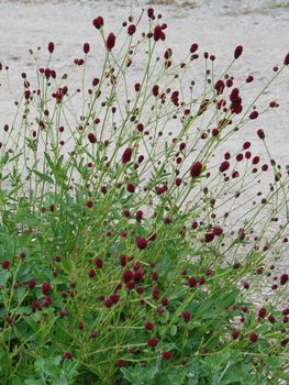 Planted 2 along back sidewalk 10/2019 From Issima Sanguisorba Officinalis, Piet Oudolf, Prairie Garden, Planting Plan, Pollinator Garden, Natural Garden, Perennial Garden, Gorgeous Gardens, Little Garden