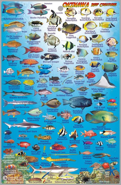 Okinawa Dive Guide & Fish ID Fish Chart, Saltwater Aquarium Fish, Fauna Marina, Reef Fish, Salt Water Fishing, Salt Water Fish, Fishing Cards, Survival Techniques, Types Of Fish