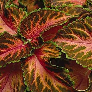 Coleus Seeds, Shade Garden Plants, Plant Spacing, Colorful Plants, Garden Living, Painted Leaves, House Plants Indoor, Foliage Plants, Types Of Soil