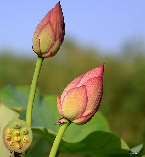 Lotus Buds and Pod- inspiration for hair stem design! Lotus Bud, Stem Design, Lotus Pods, Sacred Lotus, Red Lily, Beach Destination Wedding, Lotus Flowers, Water Flowers, Flower Bud