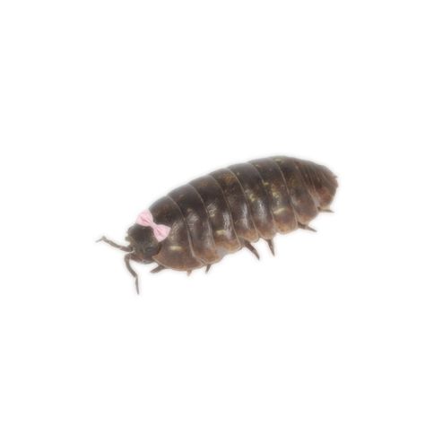 Pill Bug Aesthetic, Bug Girl Aesthetic, Bug Pfp, Cute Isopod, Isopod Art, Bug Oc, Creepy Bugs, Bug Icon, Pill Bugs