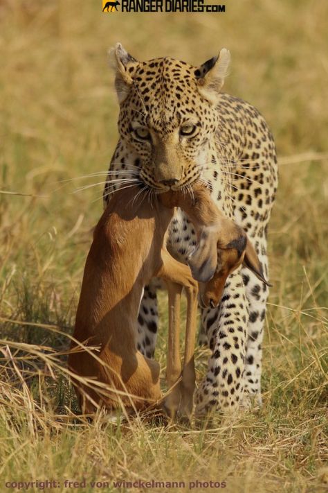 Mother leopard providing for her cub, by Fred von Winkelmann. Unlike cheetahs, leopards are not known for taking live prey back to their young to teach them valuable hunting lessons. However, there is evidence to suggest that this occurs more often than previously thought. (Fred von Winkelmann / fredvonwinckelmannphotos.com) National Geographic Archives, Leopard Hunting, Jaguar Leopard, Wild Animals Photography, Democratic Republic Of The Congo, Action Shots, Cat Family, Cheetahs, Silly Animals