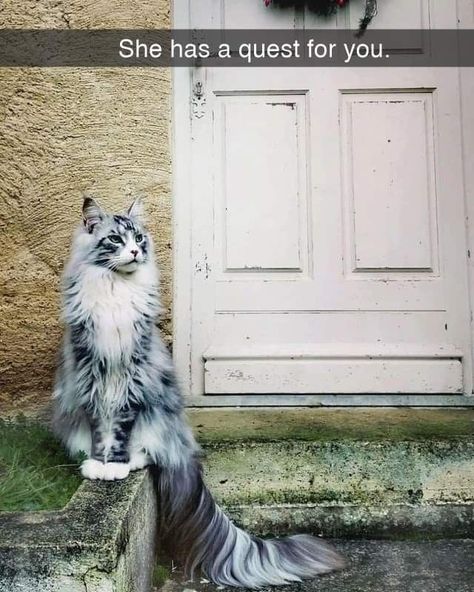 Norwegian Cat, Gatto Carino, Söpö Kissa, Image Chat, Norwegian Forest, Most Beautiful Cat, Gorgeous Cats, Most Beautiful Cat Breeds, Forest Cat