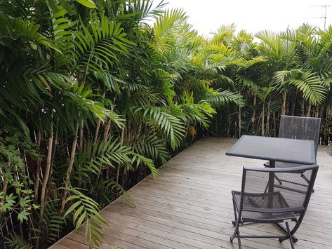 Bamboo Hedge Privacy Screens, Bamboo Palm Outdoor, Bamboo Courtyard, Bamboo Screen Garden, Bamboo Planters, Subtropical Garden, Privacy Screen Ideas, Bamboo Hedge, Garden Screens