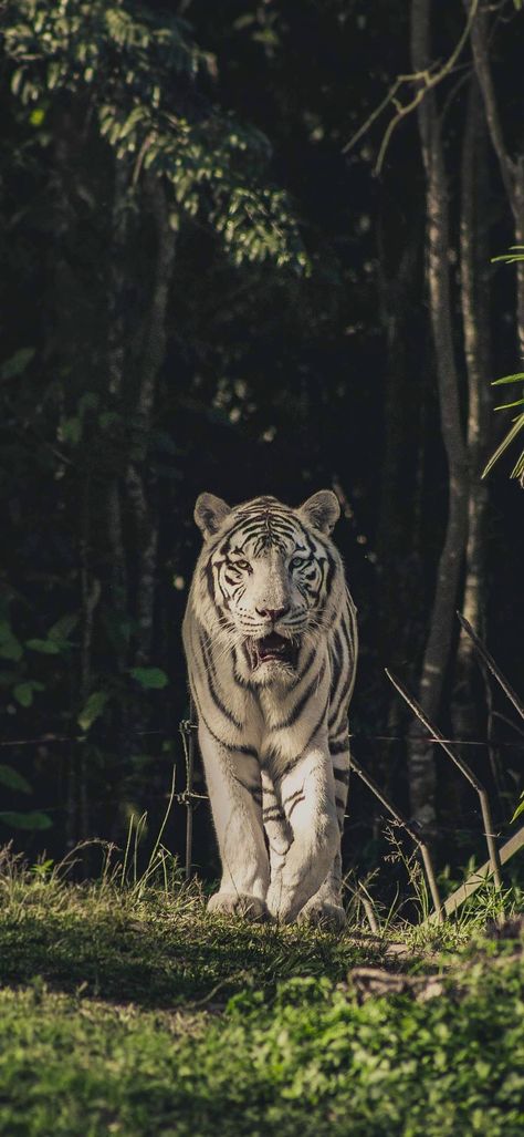 Tiger Hd Wallpapers, White Tiger Wallpaper, Tiger Wallpaper, White Tiger, Hd Wallpapers, Hd Wallpaper, Phone Wallpaper, Wallpapers, White