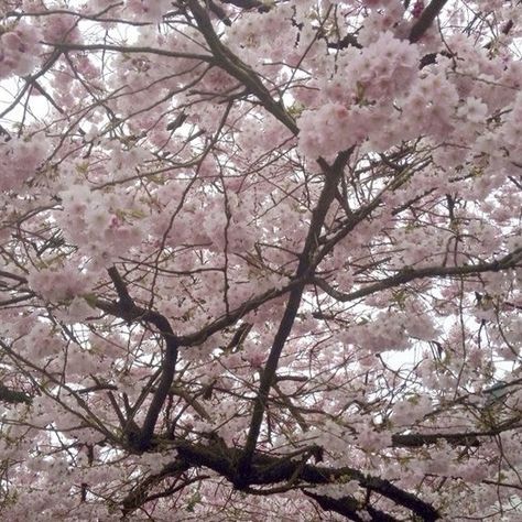 Cherry Pink Aesthetic, Cherry Blossoms Aesthetic, Soft Spring Aesthetic, Pink And Brown Aesthetic, Cherry Aesthetics, Aesthetic Cherry Blossom, Brown Moodboard, Cherry Blossom Aesthetic, Seasons Aesthetic