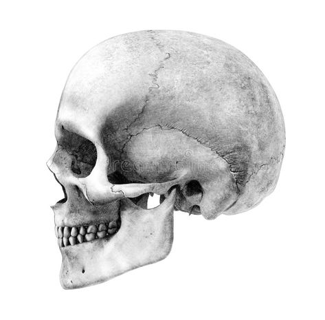 Human Skull - Side-View - Pencil Drawing Style. This is a 3D render, the pencil , #SPONSORED, #Drawing, #Pencil, #render, #Style, #Skull #ad Skull Side View, Side View Drawing, Skull Anatomy, Skull Reference, Skull Sketch, Skull Art Drawing, Surreal Artwork, Skulls Drawing, Skull Illustration