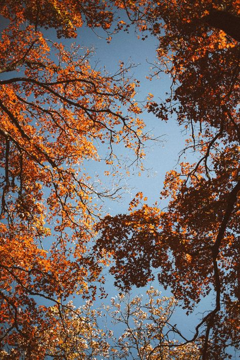 Autumn Leaves Art Print Autumn Home Decor Orange Tree Wall | Etsy Fall Foliage Aesthetic, Autumn Nature Aesthetic, Brown And Orange Aesthetic, Fall Morning Aesthetic, Camila Core, Lost Maples State Park, Fall Leaves Aesthetic, Fall Post, Alevel Art