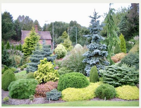 Small Front Garden, Landscape Shrubs, Small Front Garden Ideas, Front Garden Ideas, Evergreen Landscape, Conifers Garden, Evergreen Garden, Privacy Landscaping, Hillside Landscaping