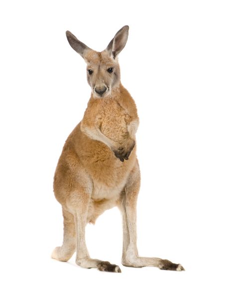 Kangaroo Facts  #Science #facts #reading Kangaroo Facts, Kangaroo Image, Kangaroo Logo, Baby Joey, Red Kangaroo, Cardboard Cutouts, Cardboard Cutout, Animal Facts, Beautiful Lines