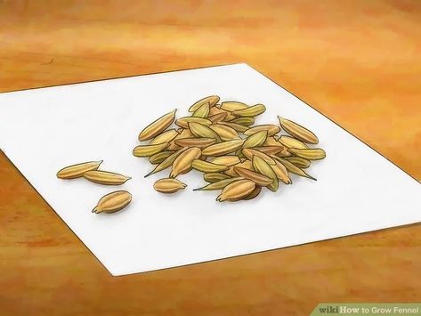 How to Grow Fennel: 8 Steps (with Pictures) - wikiHow Growing Fennel, Soil Layers, Food System, Home Grown, Hardy Perennials, Replant, Fennel Seeds, Garden Tips, Planting Herbs