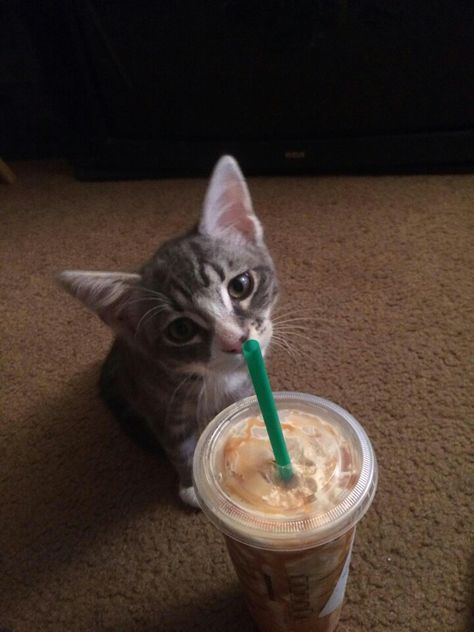 Got starbucks! Holding Coffee, Pause Café, Kittens, Kitty, Collage, Coffee, Animals, Pins, Quick Saves