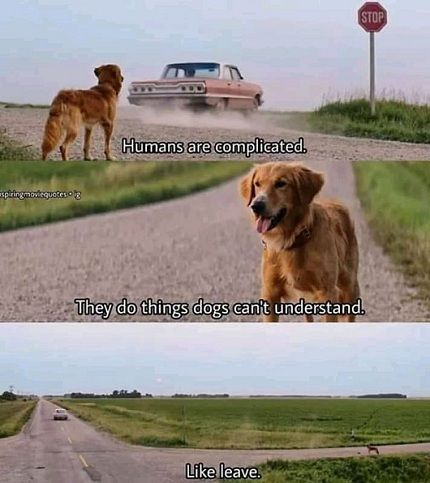 Why? Dogs Purpose Quotes, A Dogs Purpose Quotes, A Dogs Purpose Movie, A Dog's Journey, A Dogs Purpose, Purpose Quotes, Dog Movies, Dog Quotes, Dog Memes