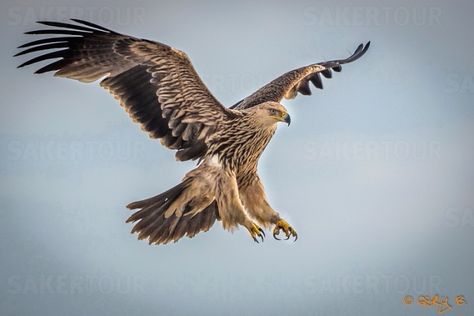 Eastern Imperial Eagle - Aquila heliaca - This large bird of prey is a member of the family Accipitridae - It is found from southeastern Europe to western and central Asia - This species has a wingspan of 5.9 - 7.1' (1.8 - 2.16 m), a length of 28 - 35" (72 - 90 cm) and weighs 5.4 -10 lb (2.45 - 4.55 kg) - Image: Gergely Bíró Eastern Imperial Eagle, Ryan Tattoo, Imperial Eagle, Raptors Bird, Eagle Tattoos, Chest Piece Tattoos, Interesting Animals, Bird Wings, A Level Art