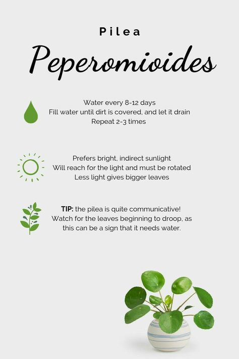 Pilea Peperomioides Care, Pilea Plante, Pilea Plant Care, Peperomia Plant Care, Pilea Plant, Indoor Plant Care Guide, Plant Care Guide, Peperomia Plant, Plant Mama