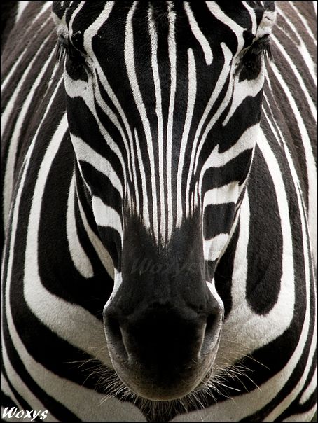 Zebra: perfect symmetry by woxys.deviantart.com on @deviantART Zebras, Regard Animal, 귀여운 동물, Wild Kingdom, Beautiful Creatures, African Animals, Animal Planet, Animal Photo, Nature Animals