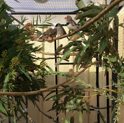 My finches look like they're in paradise after adding all the fresh branches after my walk in the hills :) Parakeet Enclosure, Pigeon Aviary, Parrot Room, Outdoor Aviary, Aviary Ideas, Finch Cage, Bird Room, Diy Bird Cage, Sugar Glider Cage