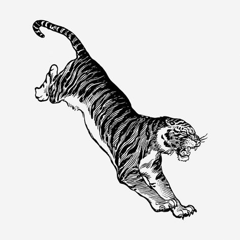 Jumping tiger, vintage animal illustration. Free public domain CC0 graphic | free image by rawpixel.com Tiger Jumping Illustration, Circus Tiger Illustration, Jumping Tiger, Tiger Vintage, Tiger Tattoo Sleeve, Angry Tiger, Tiger Vector, Tiger Drawing, Vintage Tiger