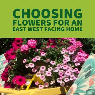 Review This!: Choosing Flowers for an East West Facing Home #ReviewThisReviews #gardening #flowergardening West Facing Flower Bed Ideas, East Facing Front Yard Landscaping Ideas, East Facing Window Box Plants, East Facing Garden Plants, East Facing Landscaping Front Yard, East Facing Garden Ideas, East Facing Flower Bed Ideas, Georgia Landscape, Shade Plants Container