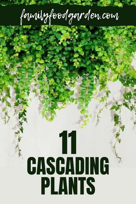 Cascading Plants Over Retaining Wall, Balcony Garden Hanging Plants, Shade Spiller Plants, Greenery Plants Outdoor, Vine Wall Outdoor Patio, Plants That Spill Over Planters, Plants That Hang Down, Trailing Plants For Shade, Hanging Outdoor Plants Patio