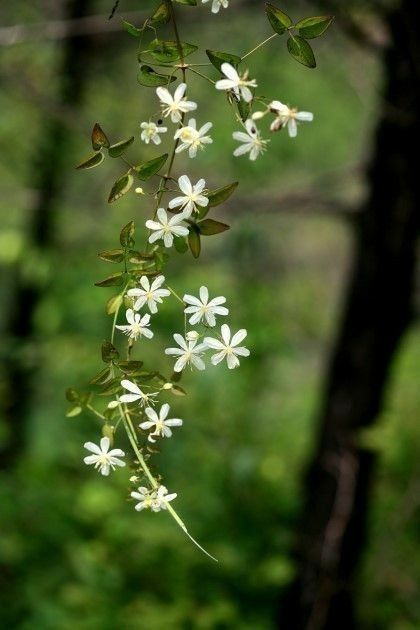 RidgelawnPlace Sweet Autumn Clematis, Autumn Clematis, Jasmine Plant, Jasmine Flowers, Mini Fairy Garden, British Summer, Jasmine Flower, Beautiful Flower Arrangements, Beautiful Landscape Wallpaper