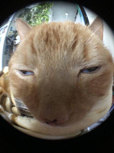 When the fisheye lens does youre cat justice Fisheye Lens, Orange Cat, Fish, Orange, Funny, Glass, Twitter