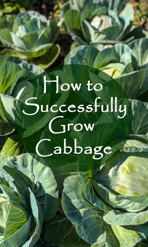 Cabbage Plants In Pots, How To Grow Cabbage From Seed, How To Plant Cabbage Plants, Planting Cabbage Plants, Growing Cabbage Plants, Growing Cabbage From Seed, Growing Cabbage In Containers, How To Grow Cabbage, Wallpapers Fall Aesthetic