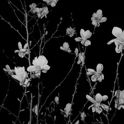 The Dark Night, Dark Night, Night Time, In The Dark, Black And White, Flowers, White, Black