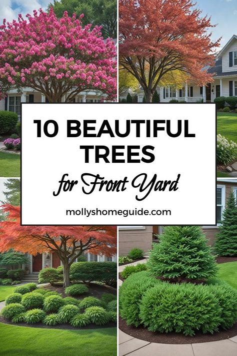 Enhance your front yard's appeal with our curated selection of the best trees and shrubs – perfect for small or tight spaces. From fast-growing shade trees to narrow evergreens, discover the ideal options to elevate your curb appeal effortlessly. Plant these small landscaping trees with non-invasive roots to bring beauty and privacy to your outdoor space. Find your favorite front yard tree varieties that will thrive in any yard, making them perfect for adding a touch of greenery to the front of Trees With Small Root System, Tree For Corner Of House, Front Yard Landscaping Around A Tree, Best Trees To Plant Close To House, Tree Landscaping Ideas Front Yard, Best Shrubs For Front Of House, Best Trees For Front Yard, Trees In Front Of House, Small Landscaping Trees