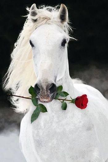 Cai Arabi, Lippizaner, Beautiful Horses Photography, Beautiful Horse Pictures, Horse Wallpaper, Image Chat, Most Beautiful Horses, White Horses, Cute Horses