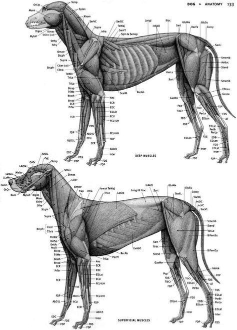 Fox Anatomy, Animal Biology, Anatomical Drawings, Veterinary Tech, Vet Medicine, Life Drawing Reference, Dog Anatomy, Dog Skeleton, Animal Skeletons