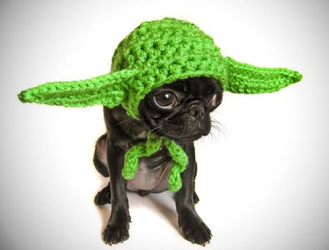 Yoda Dog Costume, Pet Costumes For Dogs, Crochet Dog Hat, Crochet Dog Clothes, Dog Hat, Puppy Clothes, Dog Costumes, Dog Costume, Crochet Dog