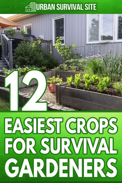 Best Survival Food, Garden Prepping, Backyard Design Ideas Budget, A Lot Of Food, Small Backyard Design Ideas, Survival Garden, Backyard Design Ideas, Survival Gardening, Summer Porch