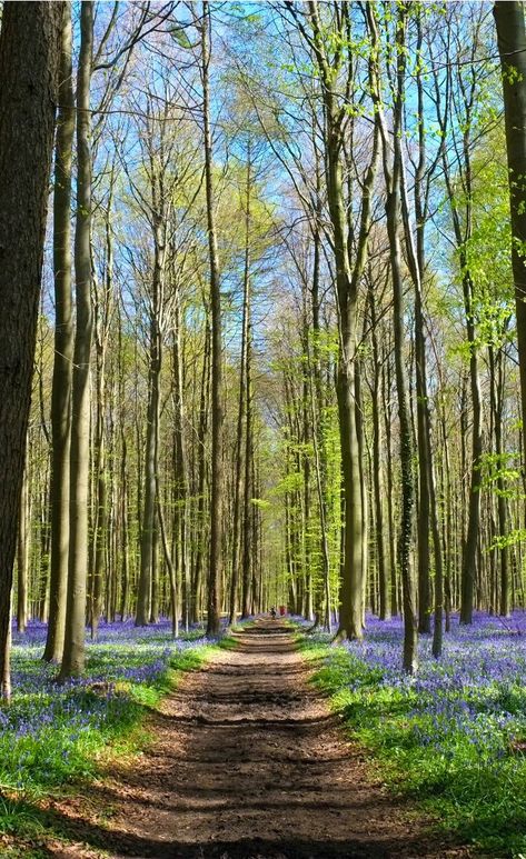 Nature In Spring, Season Spring Nature, Hallerbos Forest Belgium, Spring Pictures Nature, Beautiful Spring Pictures, Spring Forest Wallpaper, Hallerbos Forest, Belgium Landscape, Spring Nature Photography