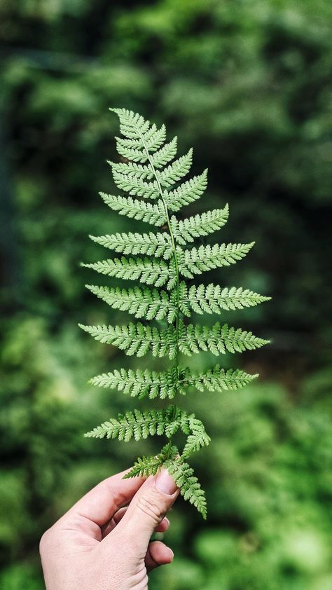 Sweet Chestnut Tree, Fern Images, Evergreen Ferns, Present For Groom, Pine Leaf, Boston Fern, Mother Of The Groom Gifts, Chestnut Trees, Fern Plant