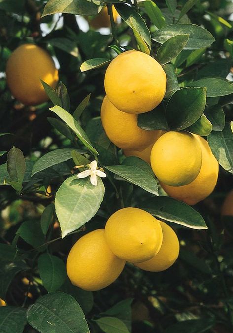 Lemon Tree Aesthetic, Lemons Aesthetic, Lemon Aesthetic, Lemon Plant, Meyer Lemon Tree, Tattoo Plant, Lemon Fruit, Plant Catalogs, Fruit Wallpaper