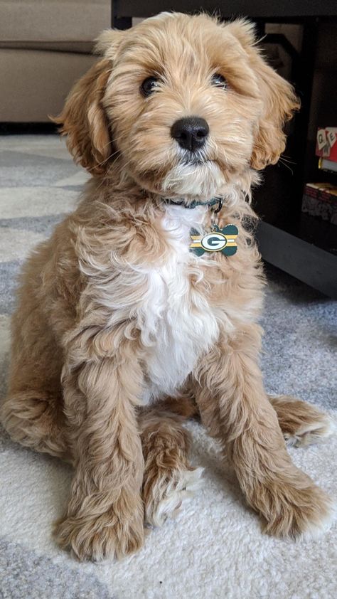 Mini Goldendoodle Puppies, Teddy Bear Dog, Cockapoo Puppies, Doodle Puppy, Labradoodle Puppy, Super Cute Puppies, Mini Goldendoodle, Cute Animals Puppies, Cute Dog Pictures