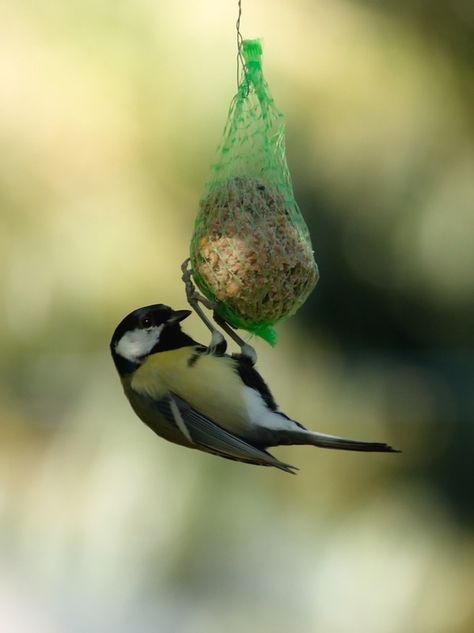 Feeding Wild Native Irish Birds - CountryLife Blog Irish Animals, Irish Wildlife, Types Of Sunflowers, High Energy Foods, Greenfinch, Sunflower Hearts, Different Birds, Bird Food, Bird Garden