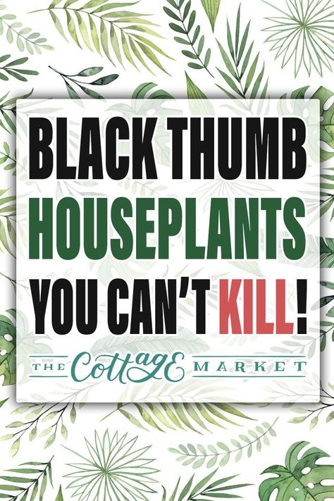 Black Thumb, Farmhouse Outdoor, Golden Pothos, Cottage Market, Iron Plant, Fast Growing Plants, Jade Plants, Interior Plants, Spider Plants