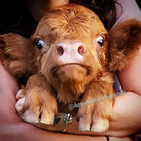 Let's be clear. See the whites of the eyes? Little fellow ain't impressed being held up like that Brown Cow, Highland Cattle, You Smile, Make You Smile, A Small, Cow, Funny, Animals, Blue