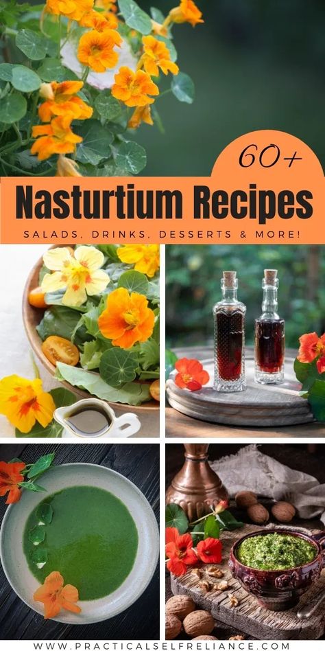 60+ Nasturtium Recipes ~ Food, Drinks, Remedies & More Nasturtium Recipes, Edible Flowers Recipes, Wild Food Foraging, Foraging Recipes, Medicinal Herbs Garden, Edible Wild Plants, Foraged Food, Herb Recipes, Harvest Recipes