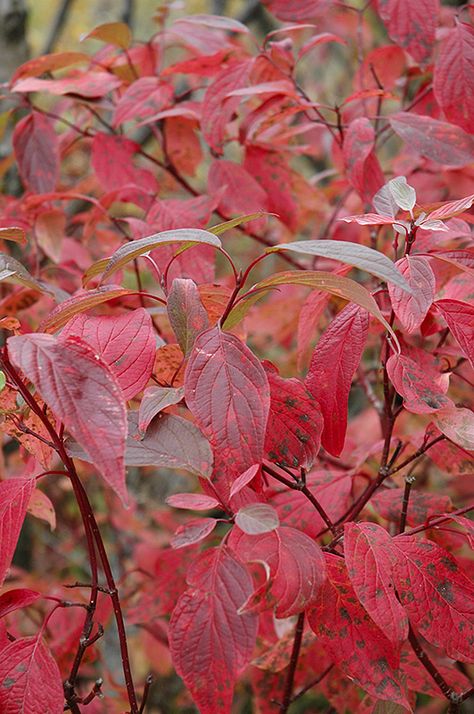 Click to view full-size photo of Red Osier Dogwood (Cornus sericea) at Millcreek Nursery Ltd Cornus Sericea, Red Osier Dogwood, Brandon Manitoba, Boulder Garden, Blue Oat Grass, Red Twig Dogwood, Bee Friendly Plants, Twig Dogwood, Autumn Clematis