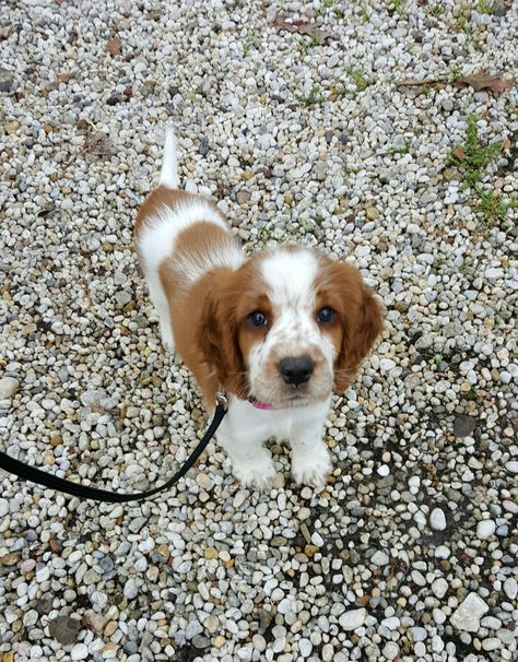 Puppy Springer Spaniel, Britney Spaniel, Welsh Spaniel, Welsh Springer Spaniel Puppies, Brittany Spaniel Puppy, Brittany Spaniel Puppies, Brittany Puppies, Springer Spaniel Puppy, English Springer Spaniel Puppy