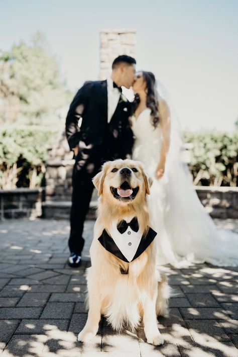 golden retrievers in weddings Dog Wedding Pictures, Dog Wedding Photos, Wedding Photo List, Photos With Dog, Wedding Picture Poses, Wedding Photography Styles, Wedding Pets, Adorable Dogs, Wedding Photos Poses